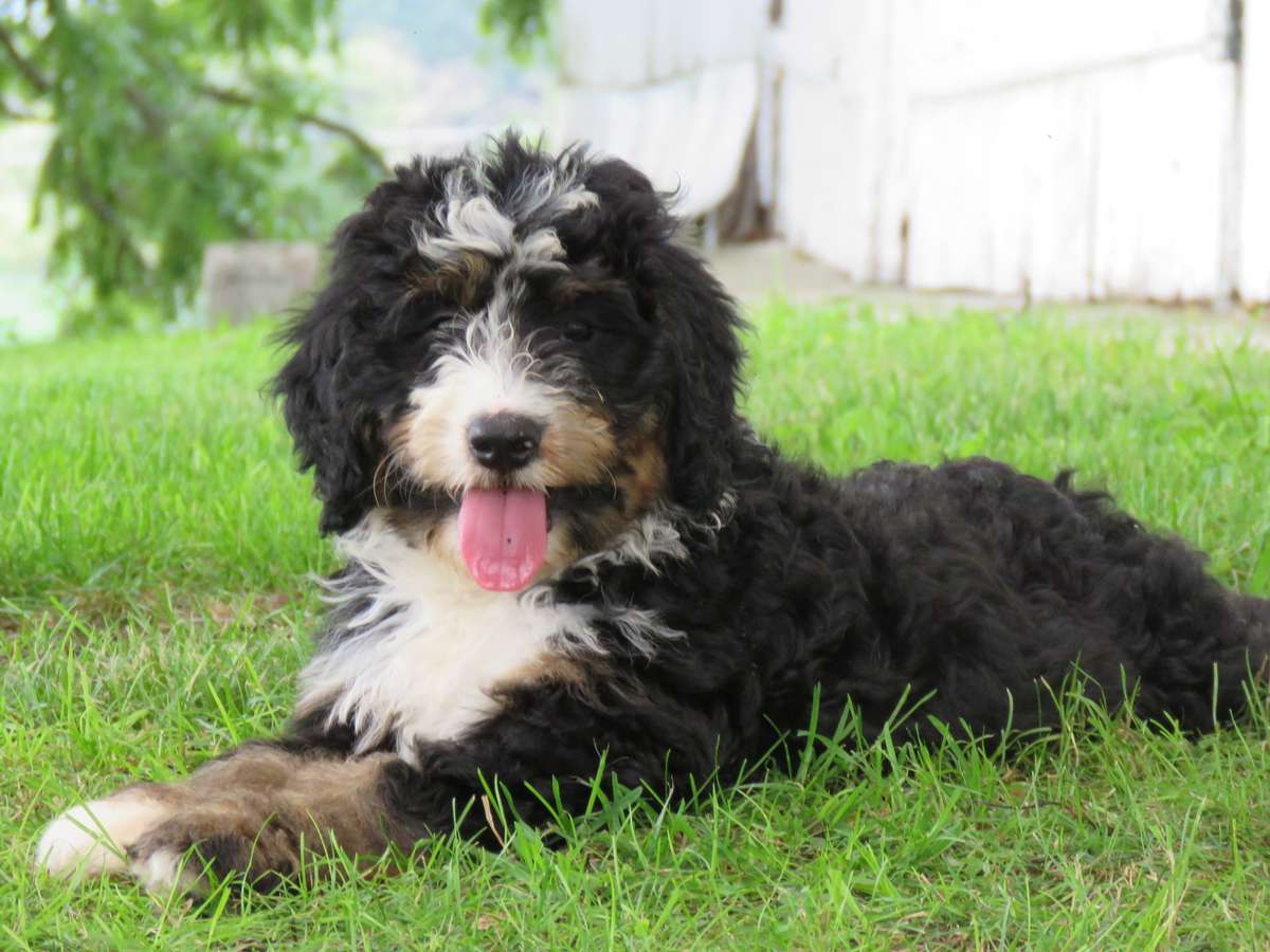 Female bernedoodle hot sale